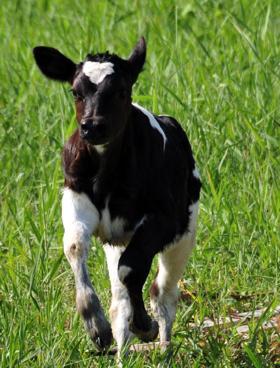 牵头的《世界首例赖氨酸转基因克隆牛在吉大农学部培育成功》科技成果